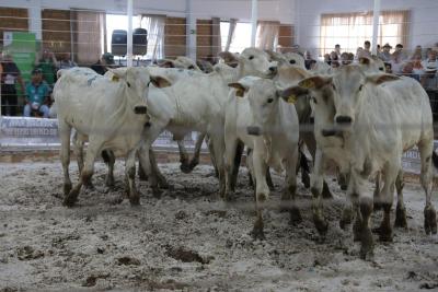 Feira de Bezerros e Bezerras da SRCO mostra a força da pecuária regional